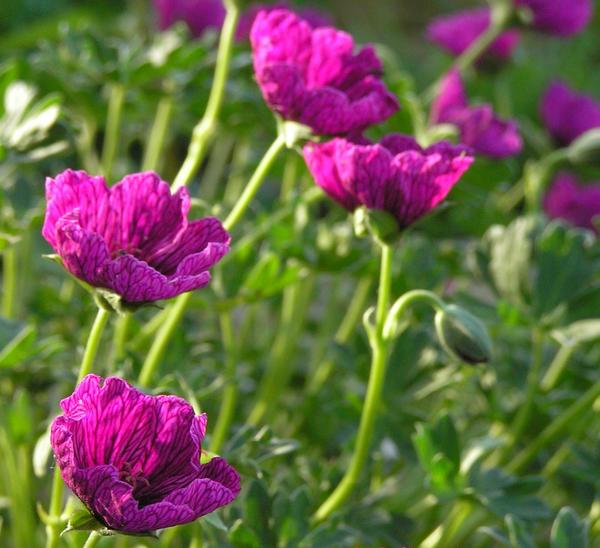 Герань пепельная 'Purple Pillow'