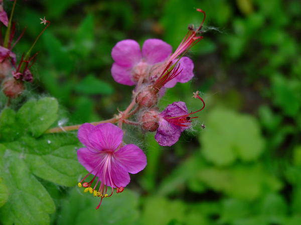 Герань крупнокорневищная (Geranium macrorrhizum)