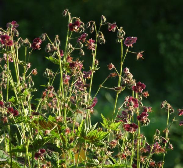 Geranium phaeum 'Samobor'