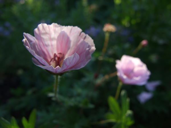 G. sanguineum 'Striatum'