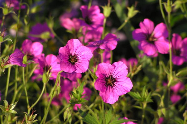Geranium psilostemon