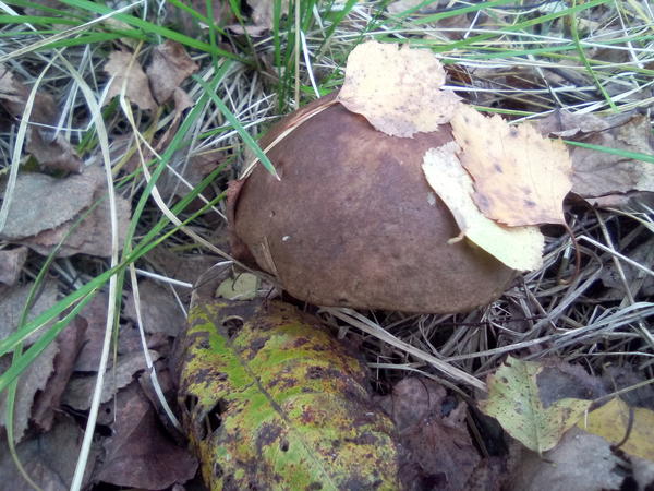 Маскируется, листочками прикрылся :)