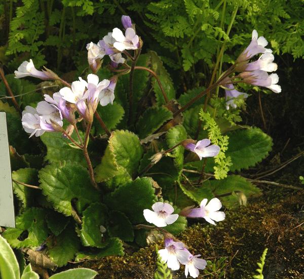 Haberlea rhodopensis