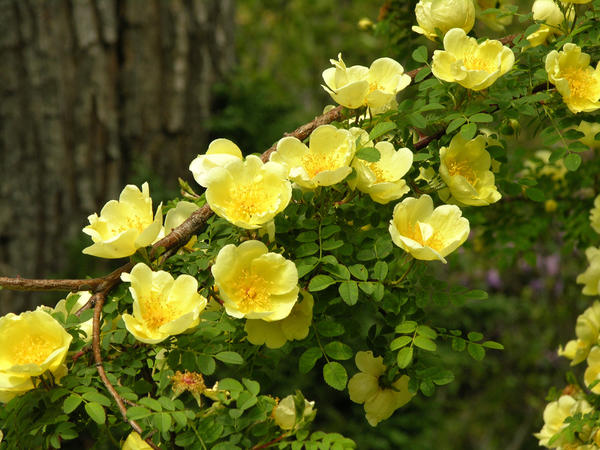Rosa hugonis