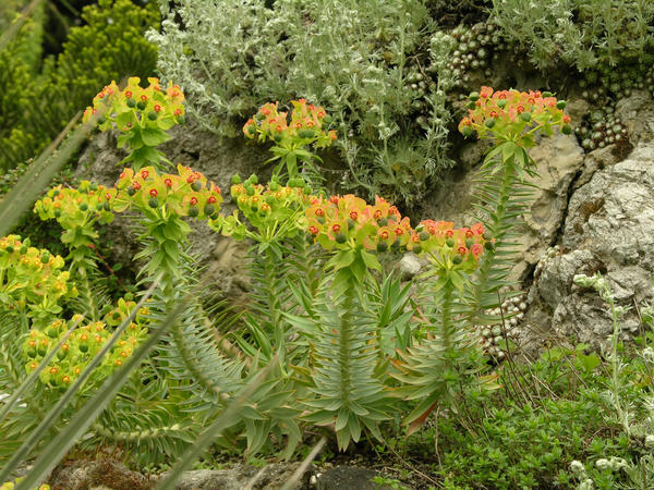 Молочай твёрдый (Euphorbia rigida)
