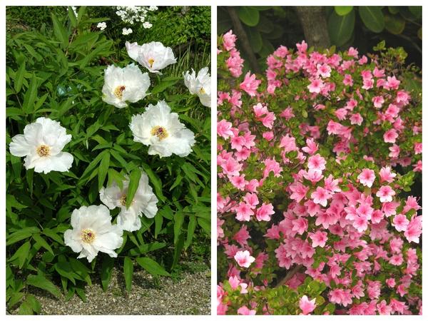 Слева - пион Ости (Paeonia ostii), справа - рододендрон 'Kirin'