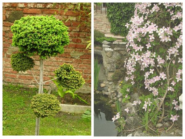 Слева - Picea abies Rosengarten, справа - Clematis montana 'Pink Perfection'