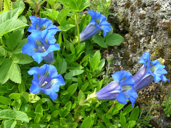 Gentiana acaulis