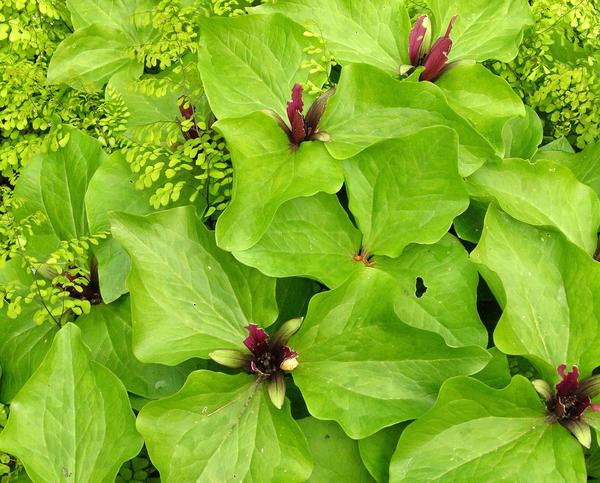 Trillium sessile 'Rubrum'