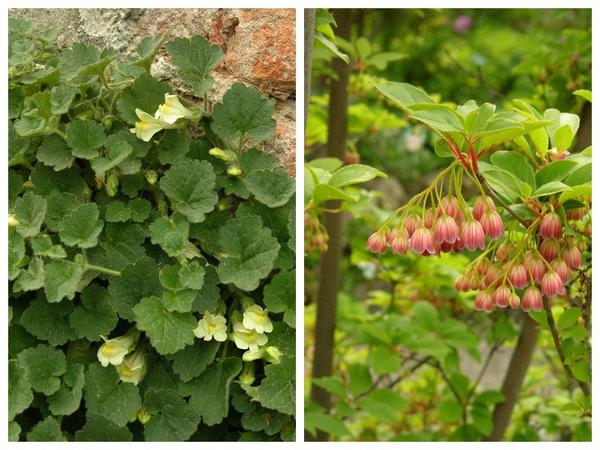Слева - Asarina procumbens, справа - Enkianthus campanulatus