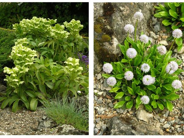 Слева - Helleborus foetidus, справа - Globularia nudicaulis
