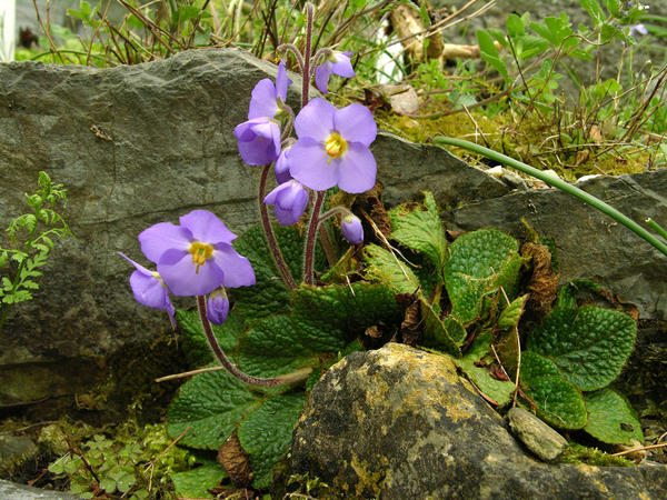 Ramonda myconii