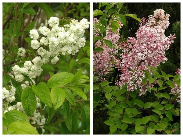 Слева - Spiraea prunifolia 'Plena', справа - Syringa mejeri