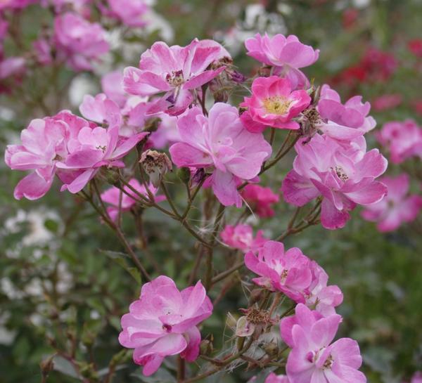 'Lavender Dream'