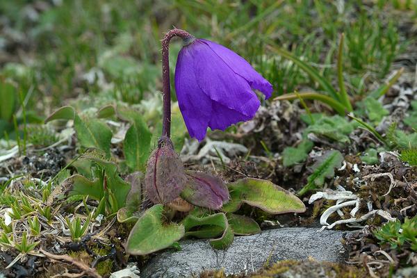Невысокий Meconopsis horridula