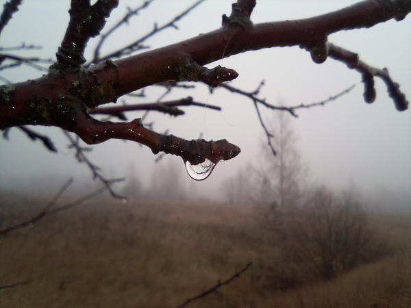 Туман крупными каплями оседает на ветвях деревьев