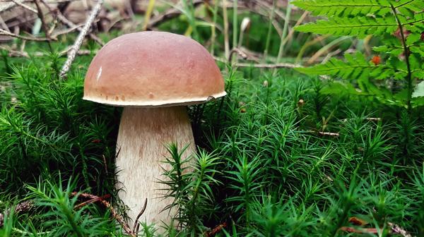 Белый гриб растет вместе с березой, дубом или елью