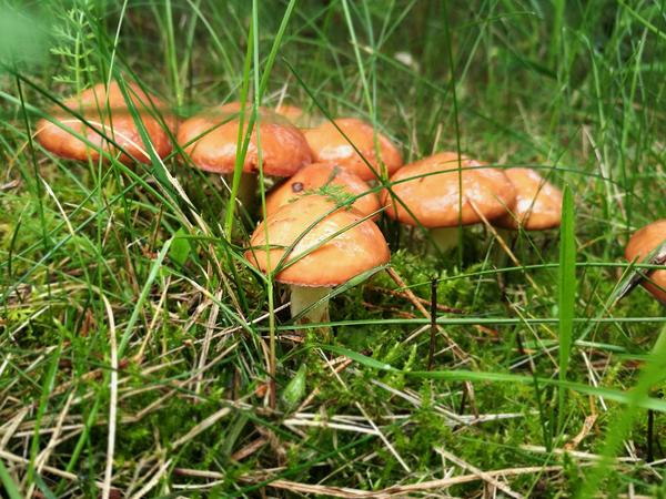 Маслята - отличные съедобные грибы