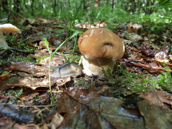 Многие вкусные грибы растут только в содружестве с живым деревом определенной породы