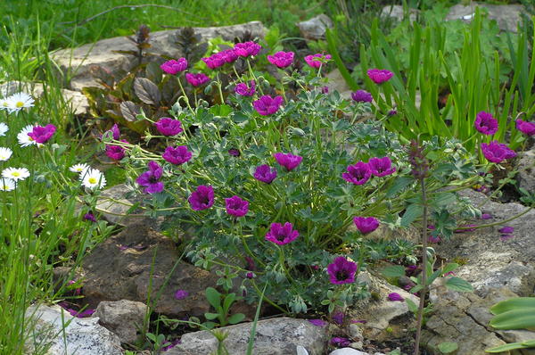 Герань пепельная 'Purple Pillow'
