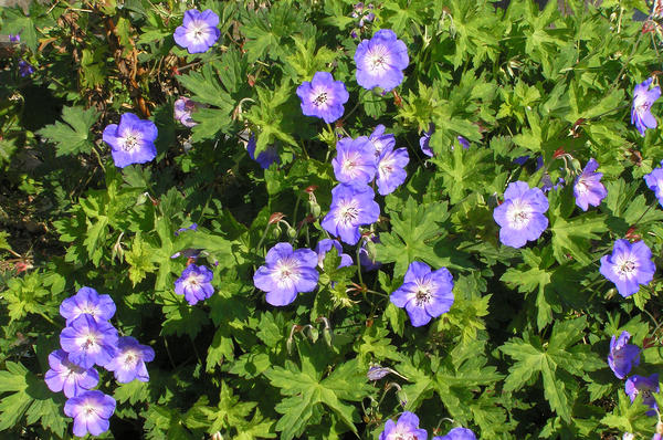 Герань Валлиха (Geranium wallishianum) 'Buxton's Varietty'