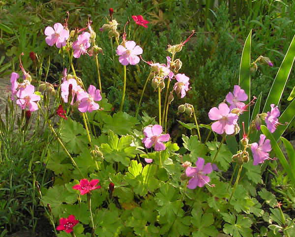 Герань далматская (Geranium dalmaticum)