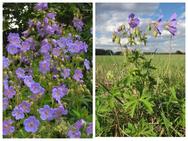 Герань луговая (Geranium pratense)