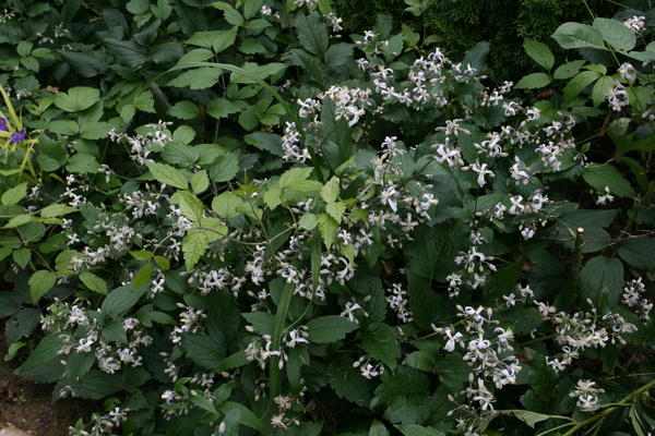 Клематис 'Praecox'
