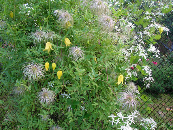 Clematis tangutica и C.mandschurica