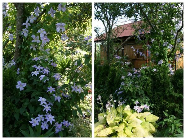 Клематисы 'Justa' и 'Emilia Plater' на старой сливе