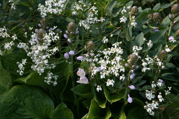 Clematis recta 'Purpurea' и зацветающая хоста