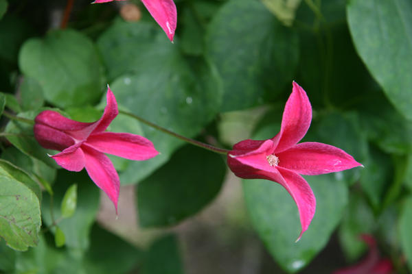 Clematis texensis 'Princess Diana'