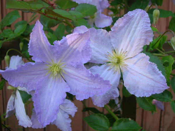 Clematis viticella 'Blacidny Aniol'
