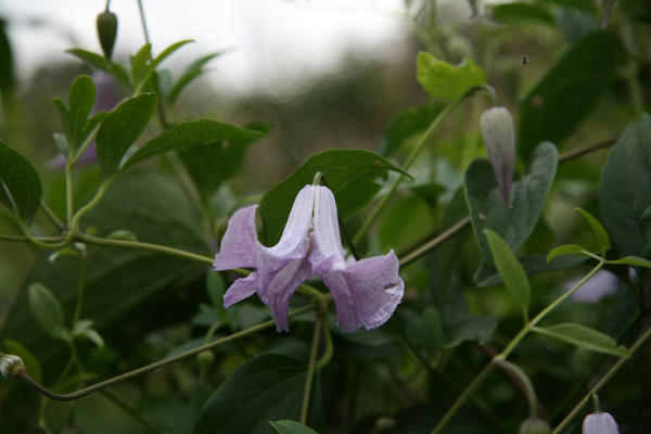 Clematis viticella 'Betty Corning'