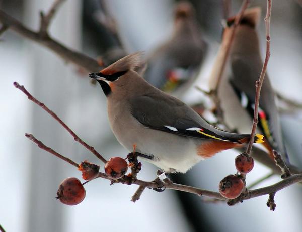 Птицы оживляют зимний сад