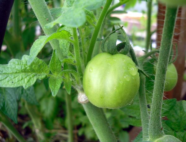 В условиях нашего лета нужны ранние томаты - другие могут просто не вызреть. Фото автора