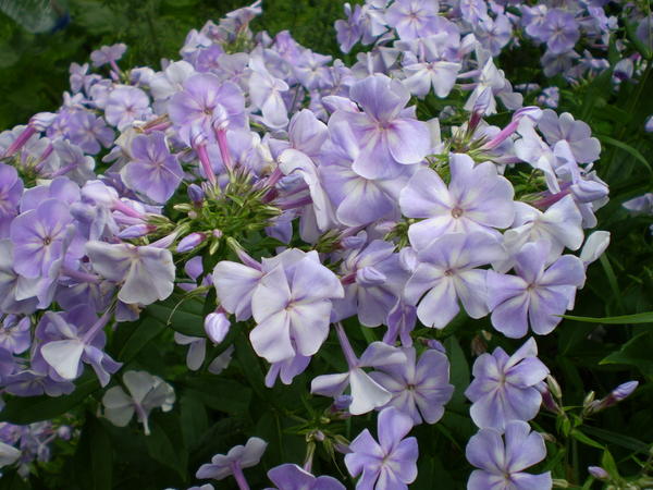 Флоксы крупным планом