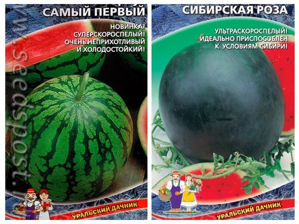 Сибирские а��бузы: сорта арбуза для холодных регионов