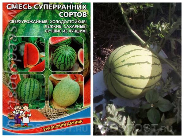 Сорта арбузов для Сибири