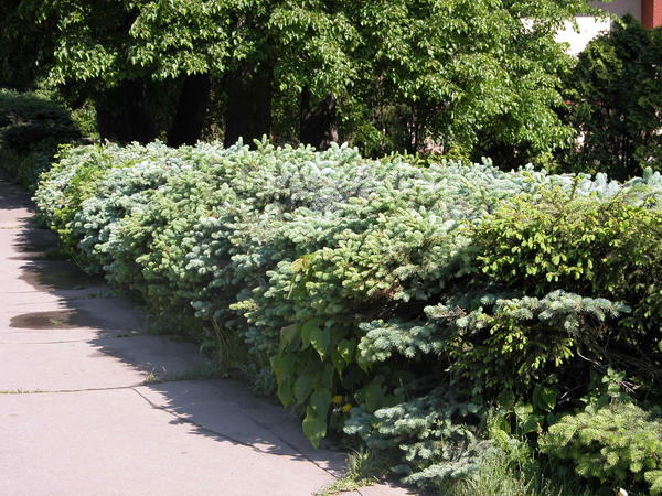 Ель - отличное растение для живой изгороди