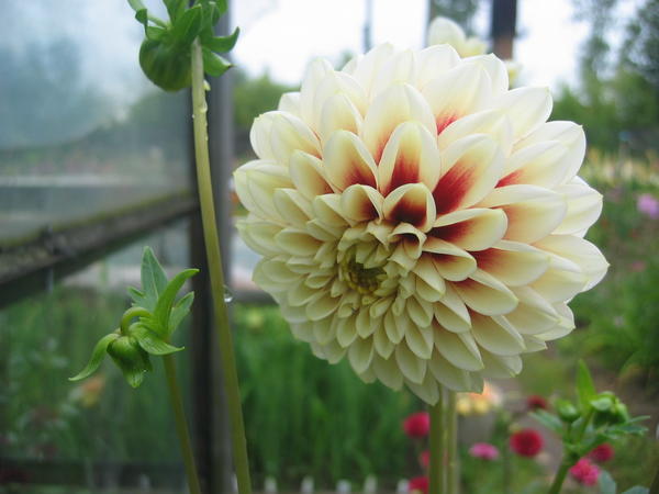 Сорт 'Centennial'