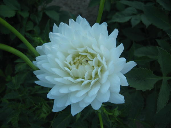 Сорт ‘Жанетта’