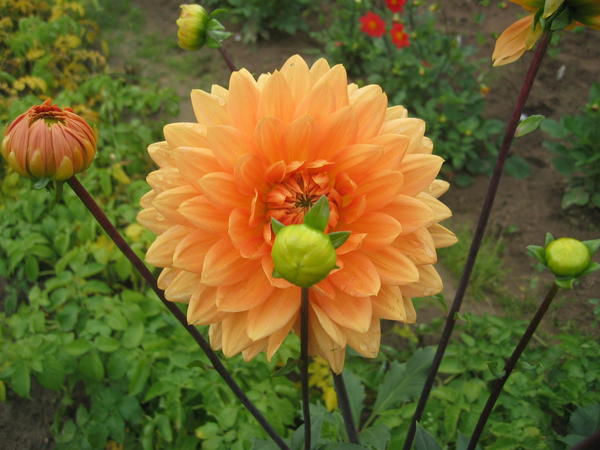 Сорт 'Noordwijk Glory'