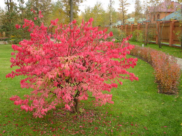 Цвет листвы может создавать перемещающиеся (временные или сезонные) акценты