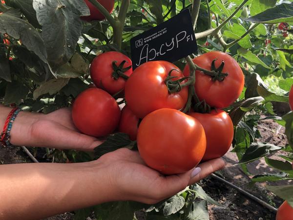 Сорта томатов от СеДеК: проверенные и новинки 2020 года