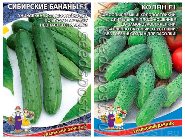 Сорта огурцов для Беларуси названия, фото, описание
