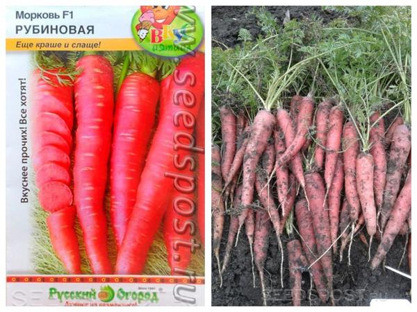 Сорта моркови разных цветов: описание, фото. Купить семена