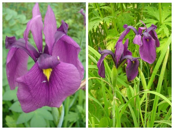 Ирис мечевидный (Iris ensata) - родоначальник японских ирисов