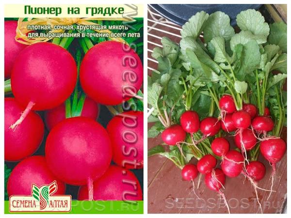 Редис 'Пионер на грядке' от компании "Семена Алтая". Фотографии с сайта seedspost.ru (фото справа загружено покупателем)