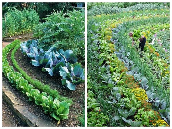 Подбирая интересные сочетания и дополняя овощные культуры цветами, можно создавать красивые огородные композиции